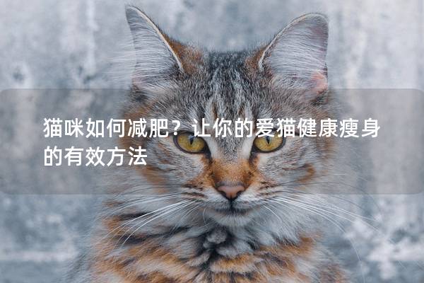 貓咪如何減肥?讓你的愛貓健康瘦身的有效方法 貓咪如何減肥?讓你的愛貓健康瘦身的有效方法