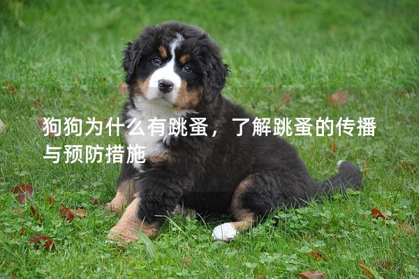 狗狗為什么有跳蚤，了解跳蚤的傳播與預防措施