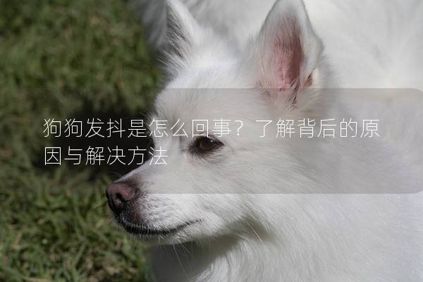 狗狗發(fā)抖是怎么回事？了解背后的原因與解決方法