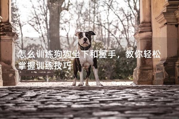 怎么訓(xùn)練狗狗坐下和握手，教你輕松掌握訓(xùn)練技巧