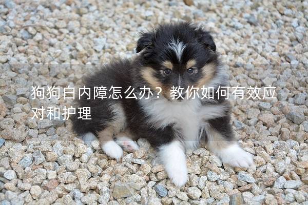 狗狗白內障怎么辦？教你如何有效應對和護理