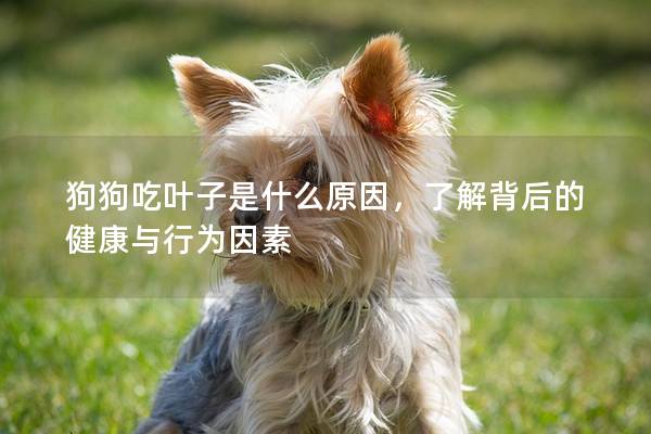 狗狗吃葉子是什么原因，了解背后的健康與行為因素