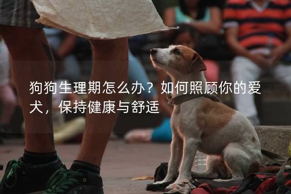 狗狗生理期怎么辦？如何照顧你的愛犬，保持健康與舒適