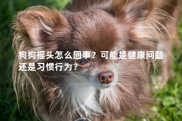 狗狗搖頭怎么回事？可能是健康問(wèn)題還是習(xí)慣行為？
