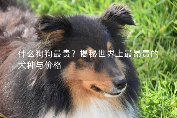 什么狗狗最貴?揭秘世界上最昂貴的犬種與價(jià)格 什么狗狗最貴?揭秘世界上最昂貴的犬種與價(jià)格