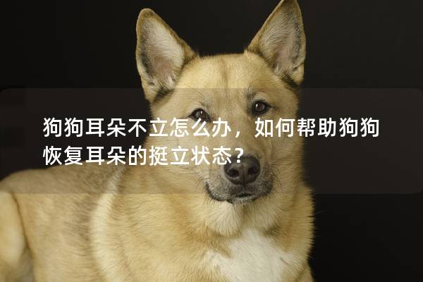 狗狗耳朵不立怎么辦，如何幫助狗狗恢復耳朵的挺立狀態？