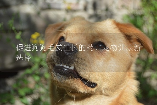 促進狗狗毛發生長的藥，寵物健康新選擇