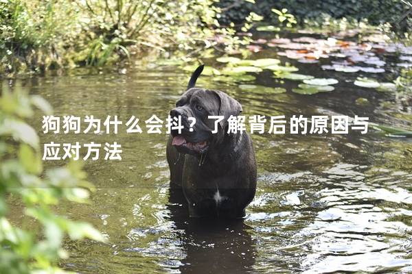 狗狗為什么會抖？了解背后的原因與應對方法
