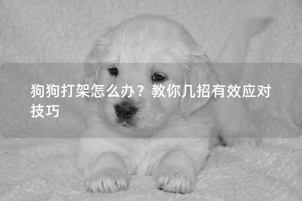 狗狗打架怎么辦?教你幾招有效應對技巧 狗狗打架怎么辦?教你幾招有效應對技巧