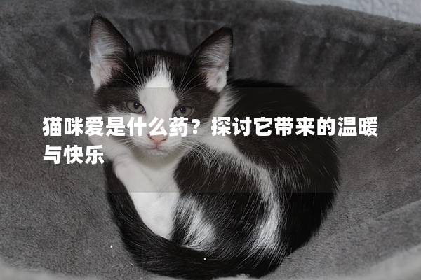 貓咪愛是什么藥？探討它帶來(lái)的溫暖與快樂(lè)