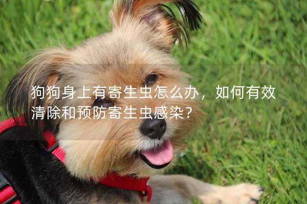 狗狗身上有寄生蟲怎么辦，如何有效清除和預防寄生蟲感染？