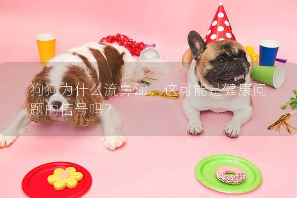 狗狗為什么流鼻涕,這可能是健康問題的信號嗎? 狗狗為什么流鼻涕,這可能是健康問題的信號嗎?