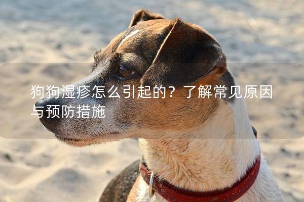 狗狗濕疹怎么引起的？了解常見原因與預防措施
