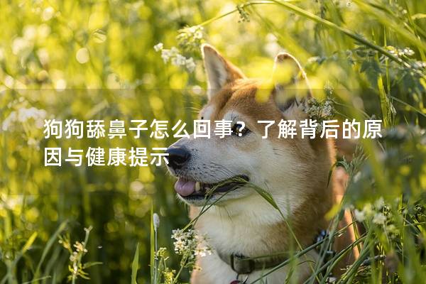 狗狗舔鼻子怎么回事？了解背后的原因與健康提示