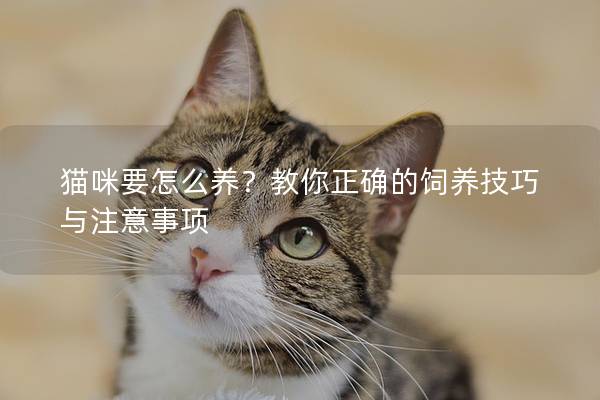貓咪要怎么養(yǎng)？教你正確的飼養(yǎng)技巧與注意事項