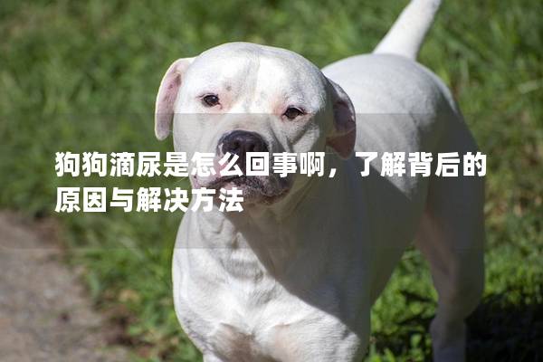 狗狗滴尿是怎么回事啊，了解背后的原因與解決方法