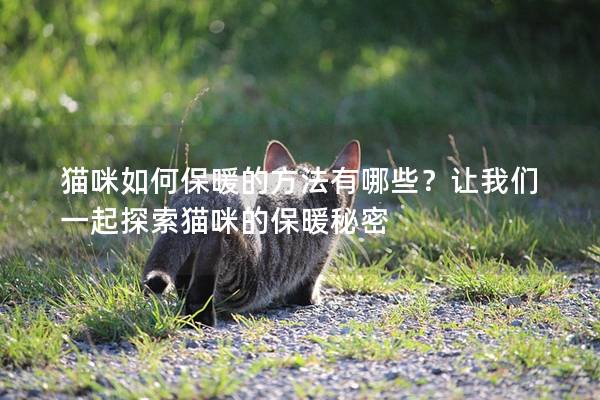 貓咪如何保暖的方法有哪些？讓我們一起探索貓咪的保暖秘密