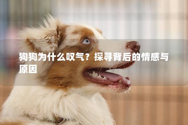 狗狗為什么嘆氣？探尋背后的情感與原因