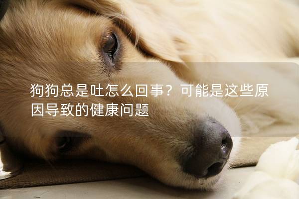 狗狗總是吐怎么回事？可能是這些原因導致的健康問題