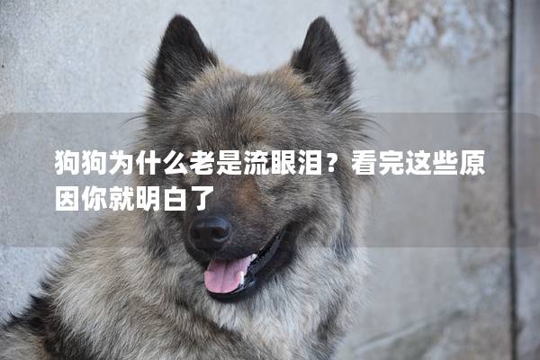 狗狗為什么老是流眼淚？看完這些原因你就明白了