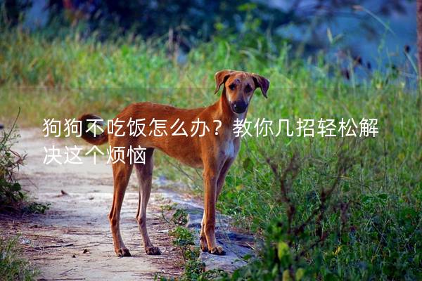 狗狗不吃飯?jiān)趺崔k？教你幾招輕松解決這個(gè)煩惱