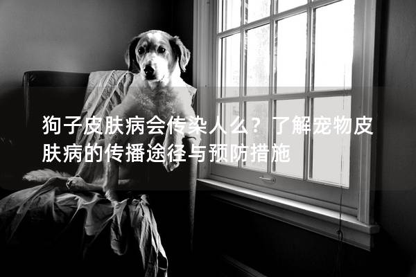 狗子皮膚病會傳染人么？了解寵物皮膚病的傳播途徑與預防措施