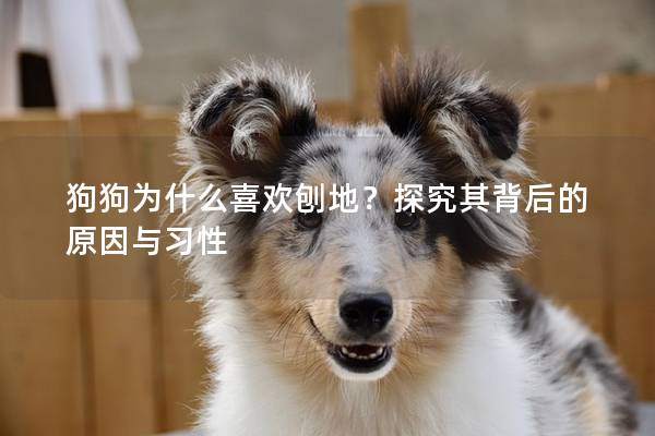 狗狗為什么喜歡刨地？探究其背后的原因與習性