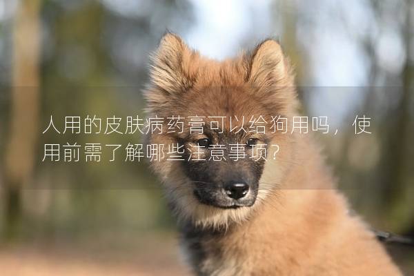 人用的皮膚病藥膏可以給狗用嗎,使用前需了解哪些注意事項? 人用的皮膚病藥膏可以給狗用嗎,使用前需了解哪些注意事項?