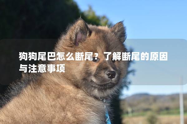 狗狗尾巴怎么斷尾？了解斷尾的原因與注意事項