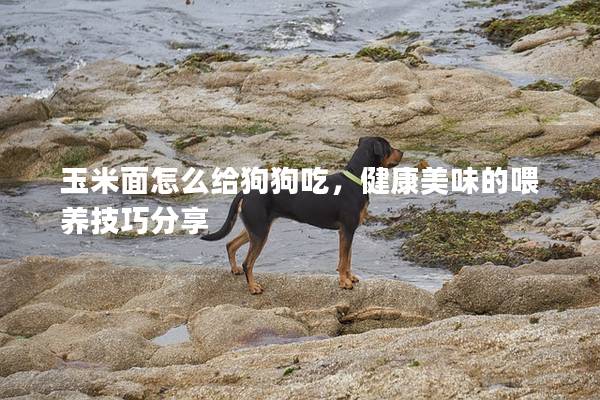 玉米面怎么給狗狗吃，健康美味的喂養技巧分享