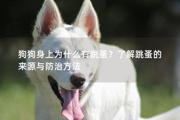 狗狗身上為什么有跳蚤？了解跳蚤的來源與防治方法