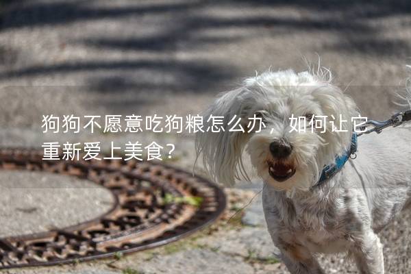 狗狗不愿意吃狗糧怎么辦,如何讓它重新愛上美食? 狗狗不愿意吃狗糧怎么辦,如何讓它重新愛上美食?