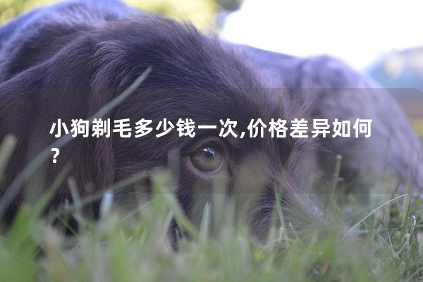 小狗剃毛多少錢一次,價格差異如何？