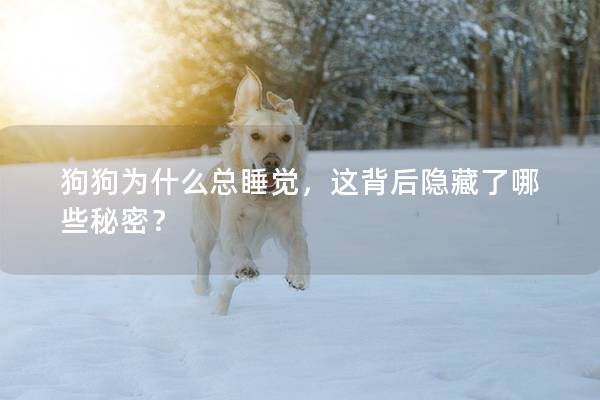狗狗為什么總睡覺，這背后隱藏了哪些秘密？