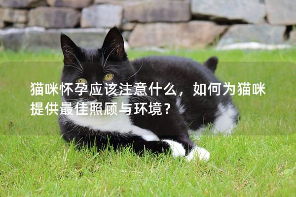 貓咪懷孕應該注意什么，如何為貓咪提供最佳照顧與環境？