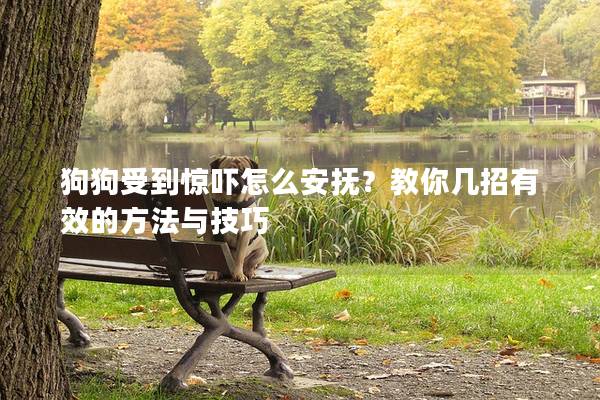 狗狗受到驚嚇怎么安撫?教你幾招有效的方法與技巧 狗狗受到驚嚇怎么安撫?教你幾招有效的方法與技巧