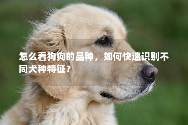怎么看狗狗的品種，如何快速識別不同犬種特征？