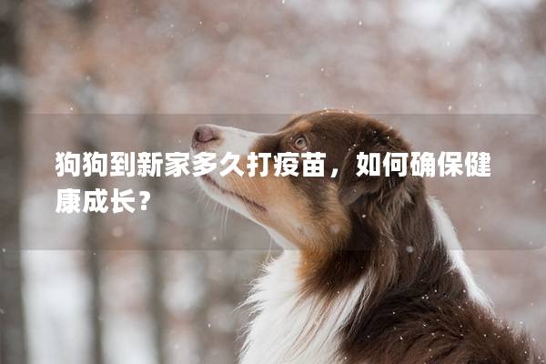 狗狗到新家多久打疫苗，如何確保健康成長(zhǎng)？