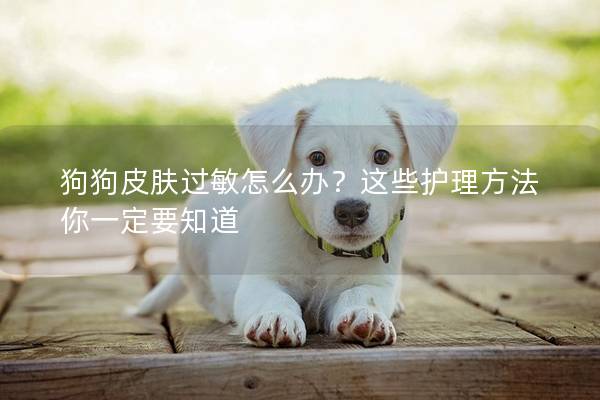 狗狗皮膚過敏怎么辦？這些護理方法你一定要知道