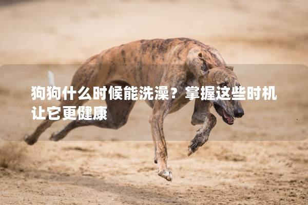 狗狗什么時(shí)候能洗澡？掌握這些時(shí)機(jī)讓它更健康