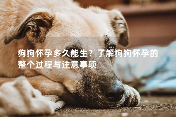 狗狗懷孕多久能生？了解狗狗懷孕的整個過程與注意事項