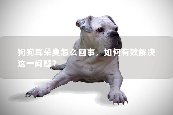 狗狗耳朵臭怎么回事，如何有效解決這一問題？