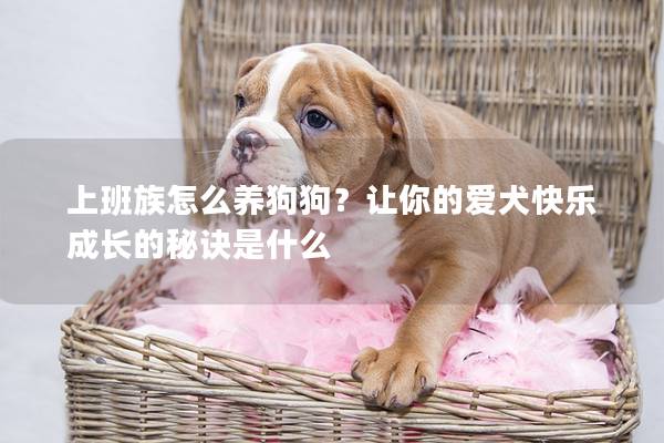 上班族怎么養(yǎng)狗狗？讓你的愛犬快樂成長的秘訣是什么