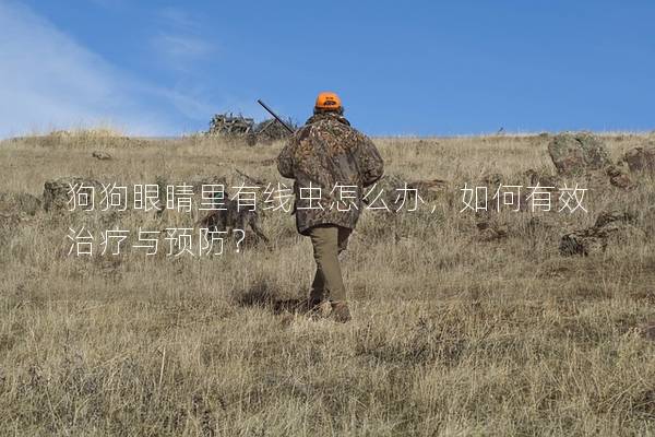 狗狗眼睛里有線蟲怎么辦，如何有效治療與預防？