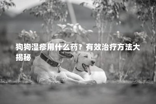 狗狗濕疹用什么藥？有效治療方法大揭秘