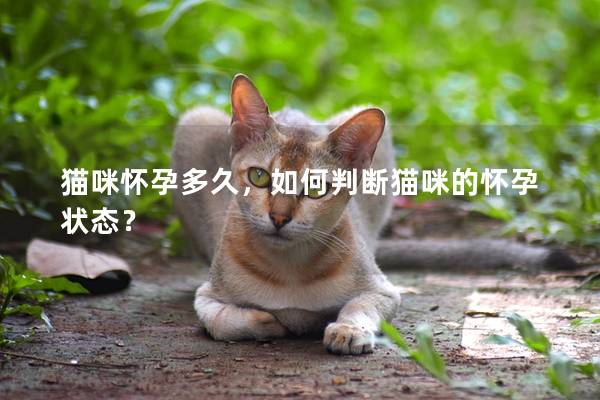 貓咪懷孕多久，如何判斷貓咪的懷孕狀態？