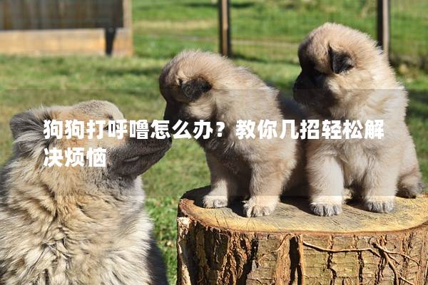 狗狗打呼嚕怎么辦？教你幾招輕松解決煩惱
