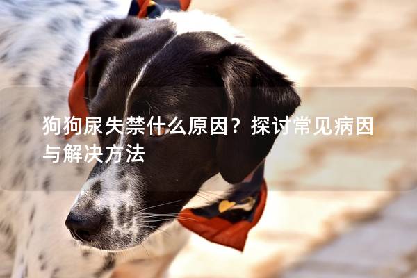 狗狗尿失禁什么原因?探討常見病因與解決方法 狗狗尿失禁什么原因?探討常見病因與解決方法