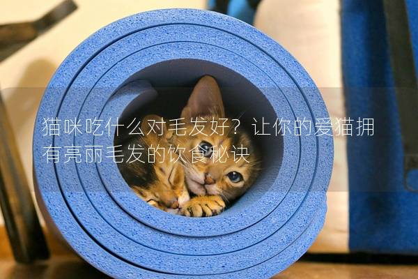 貓咪吃什么對毛發好？讓你的愛貓擁有亮麗毛發的飲食秘訣