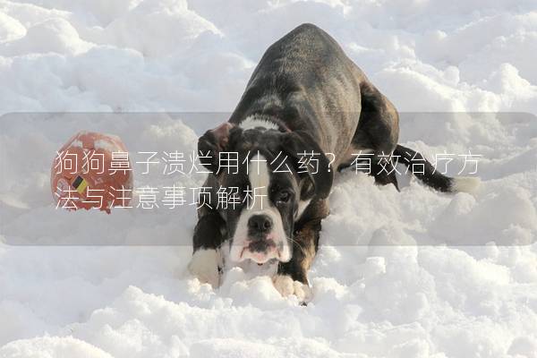 狗狗鼻子潰爛用什么藥？有效治療方法與注意事項解析